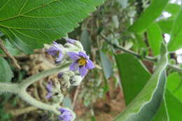 Image of earleaf nightshade