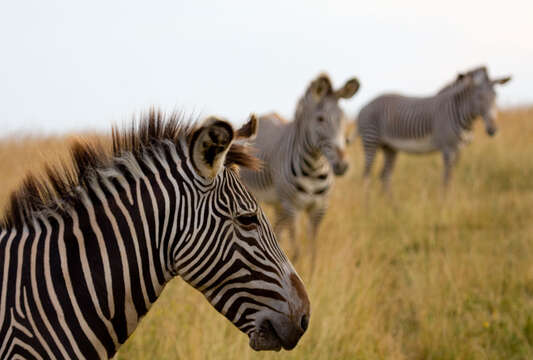 Image of Grevy's Zebra