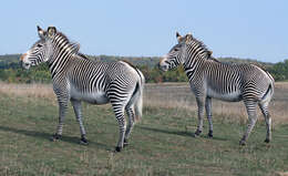 Image of Grevy's Zebra