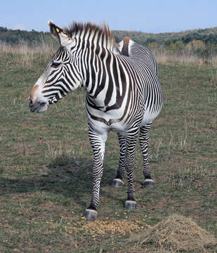 Image of Grevy's Zebra