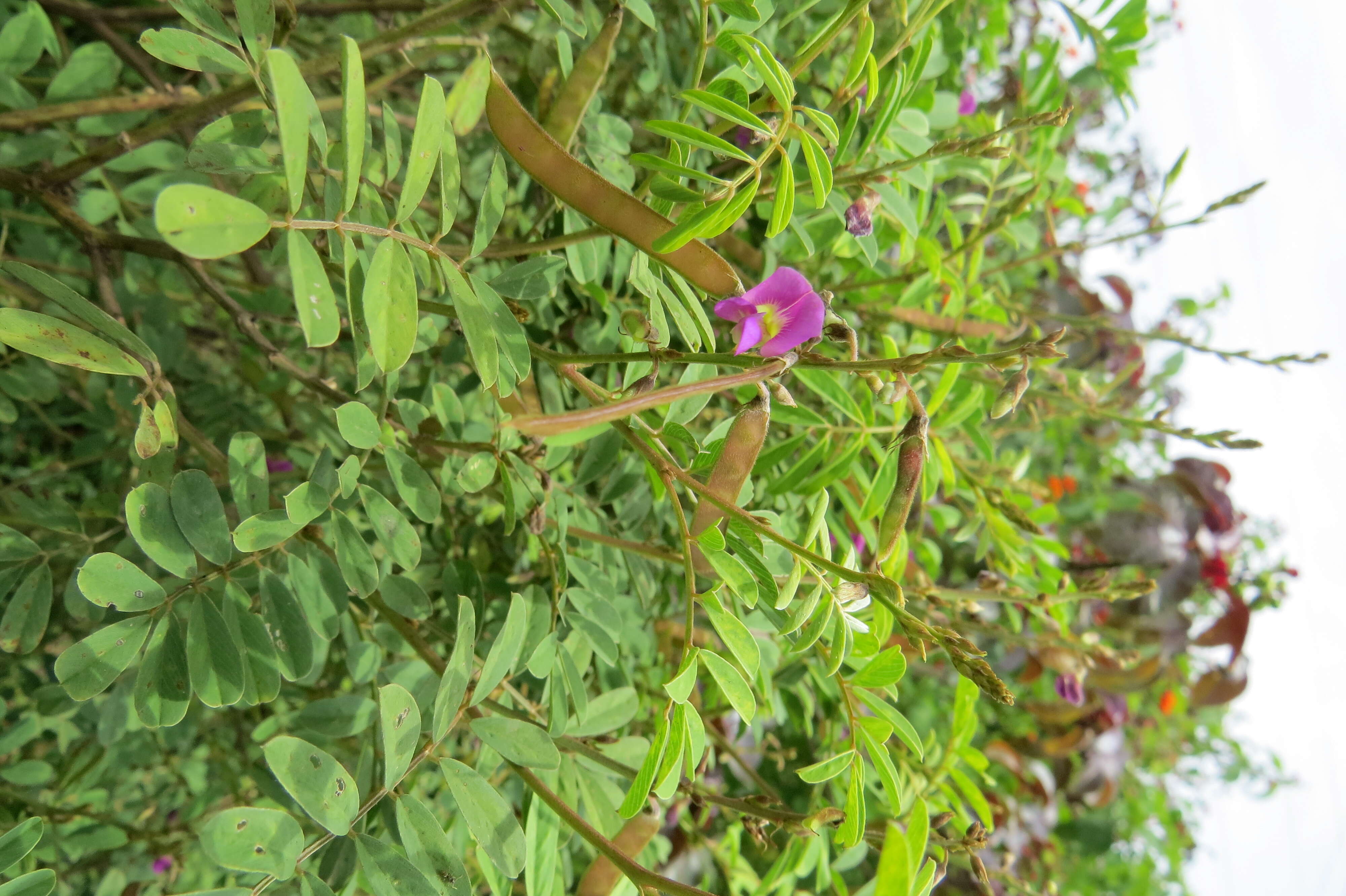 Sivun Tephrosia purpurea (L.) Pers. kuva