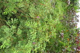 Sivun Tephrosia purpurea (L.) Pers. kuva