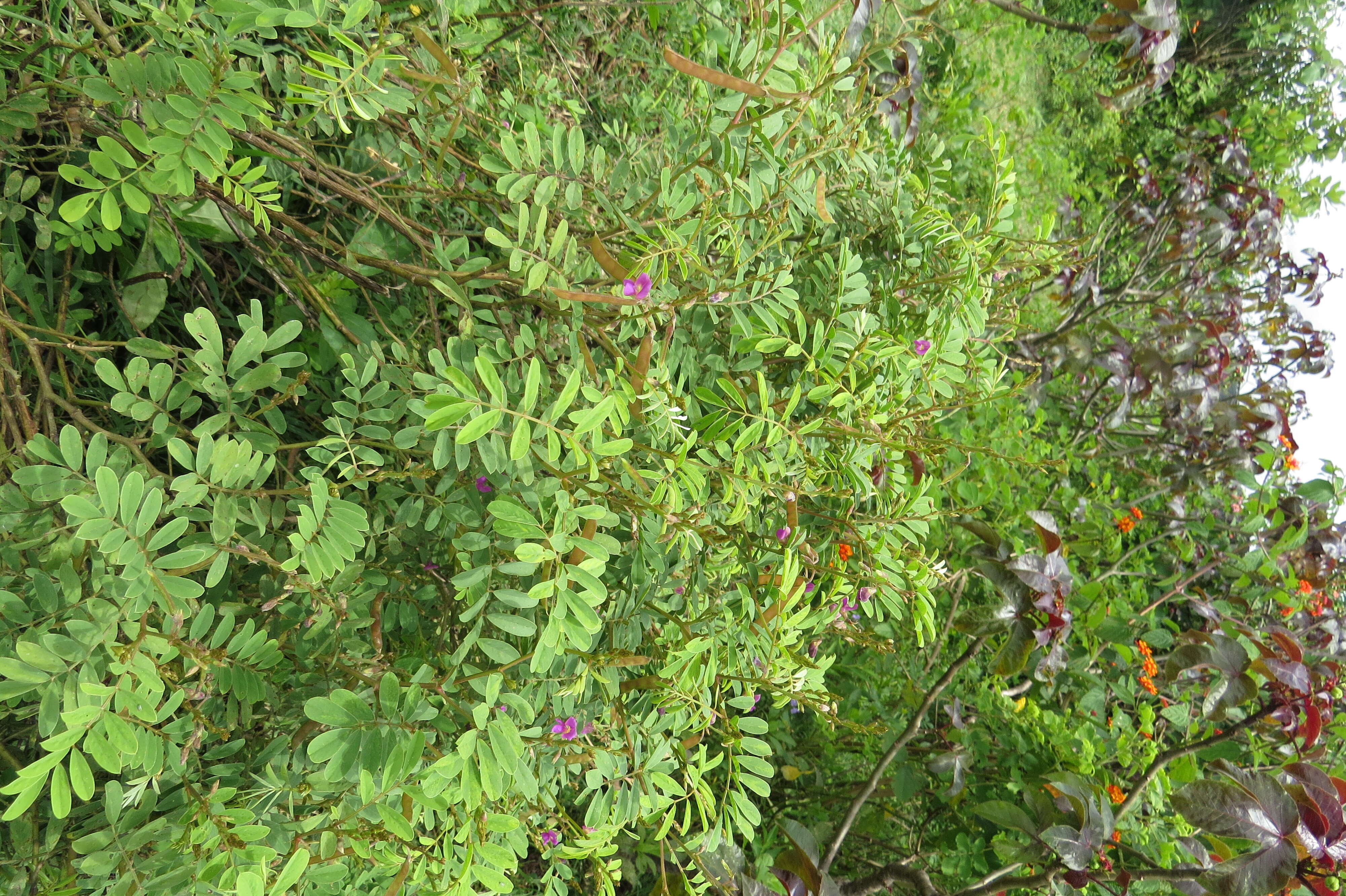 Sivun Tephrosia purpurea (L.) Pers. kuva