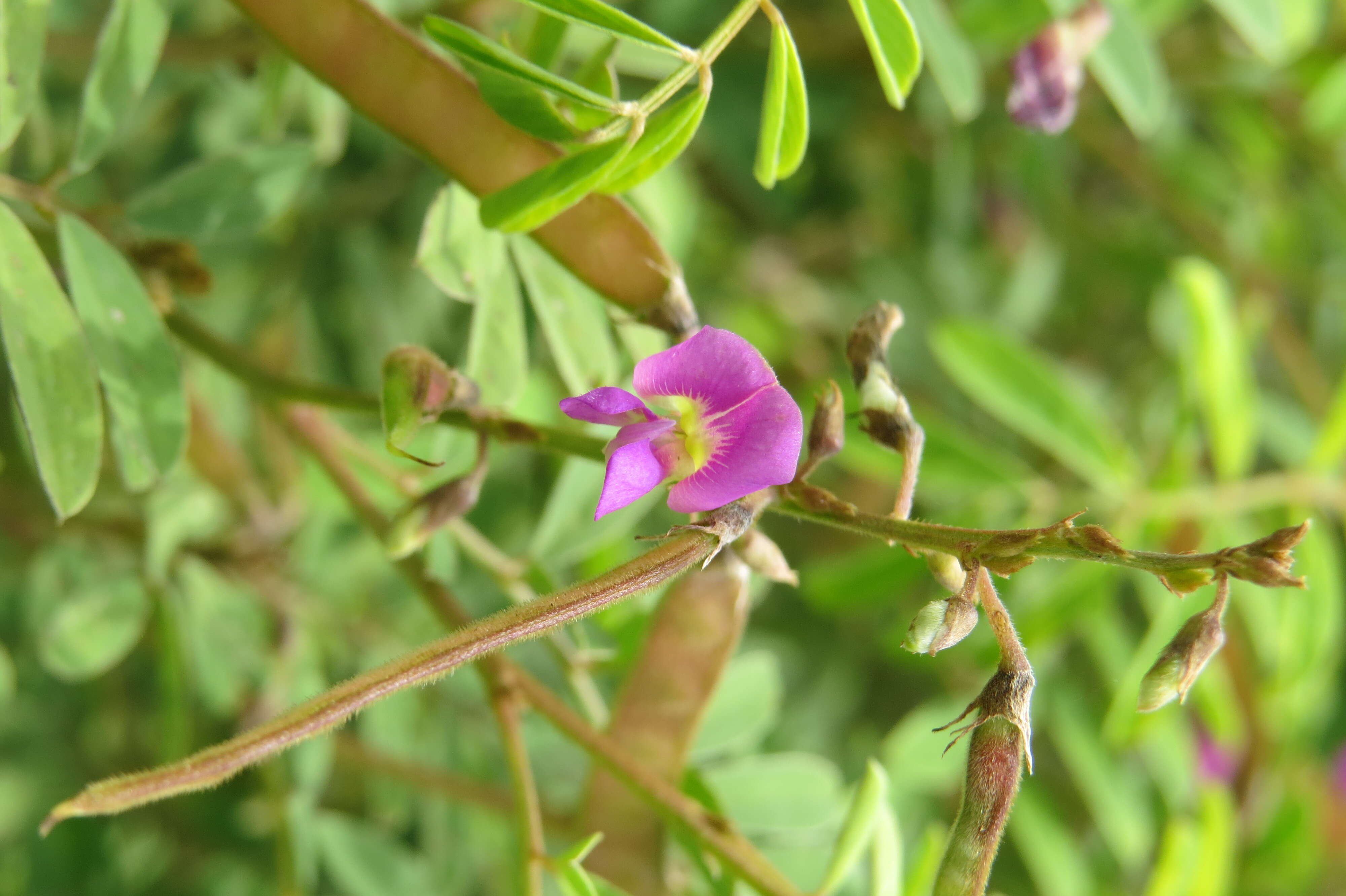 Sivun Tephrosia purpurea (L.) Pers. kuva