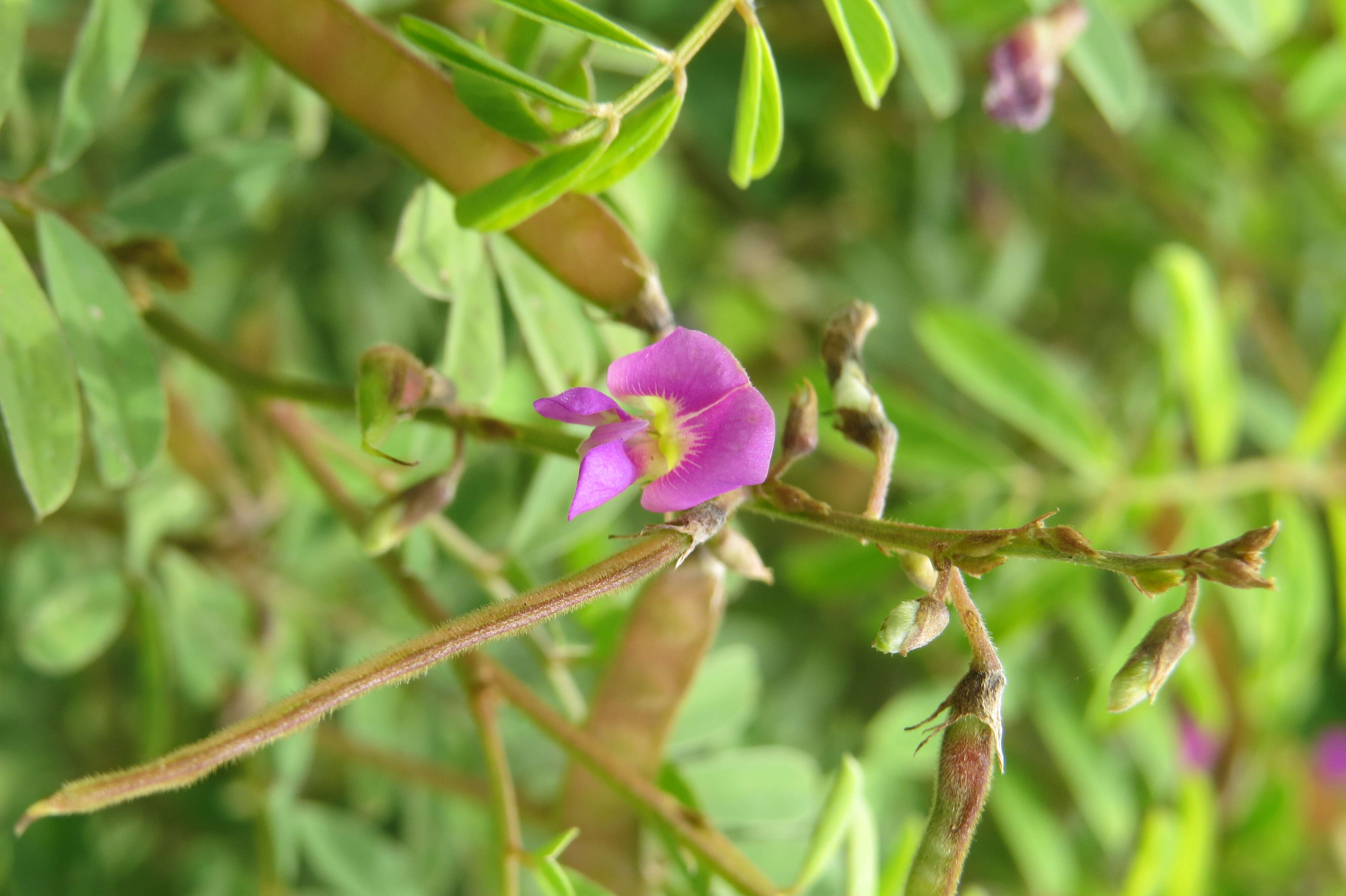 Sivun Tephrosia purpurea (L.) Pers. kuva