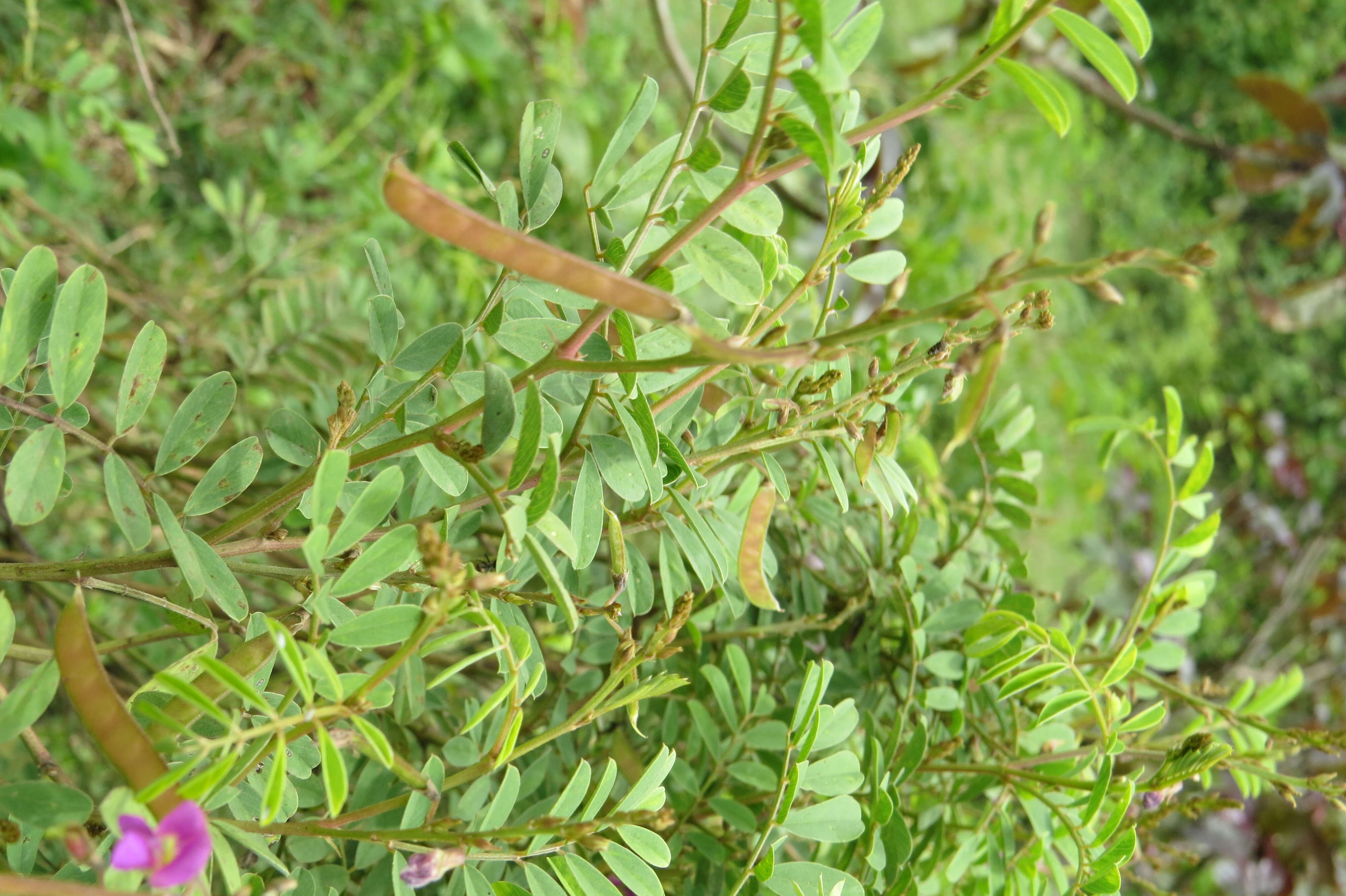 Sivun Tephrosia purpurea (L.) Pers. kuva