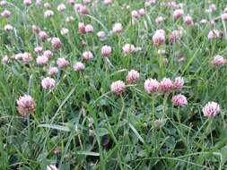 Image of strawberry clover