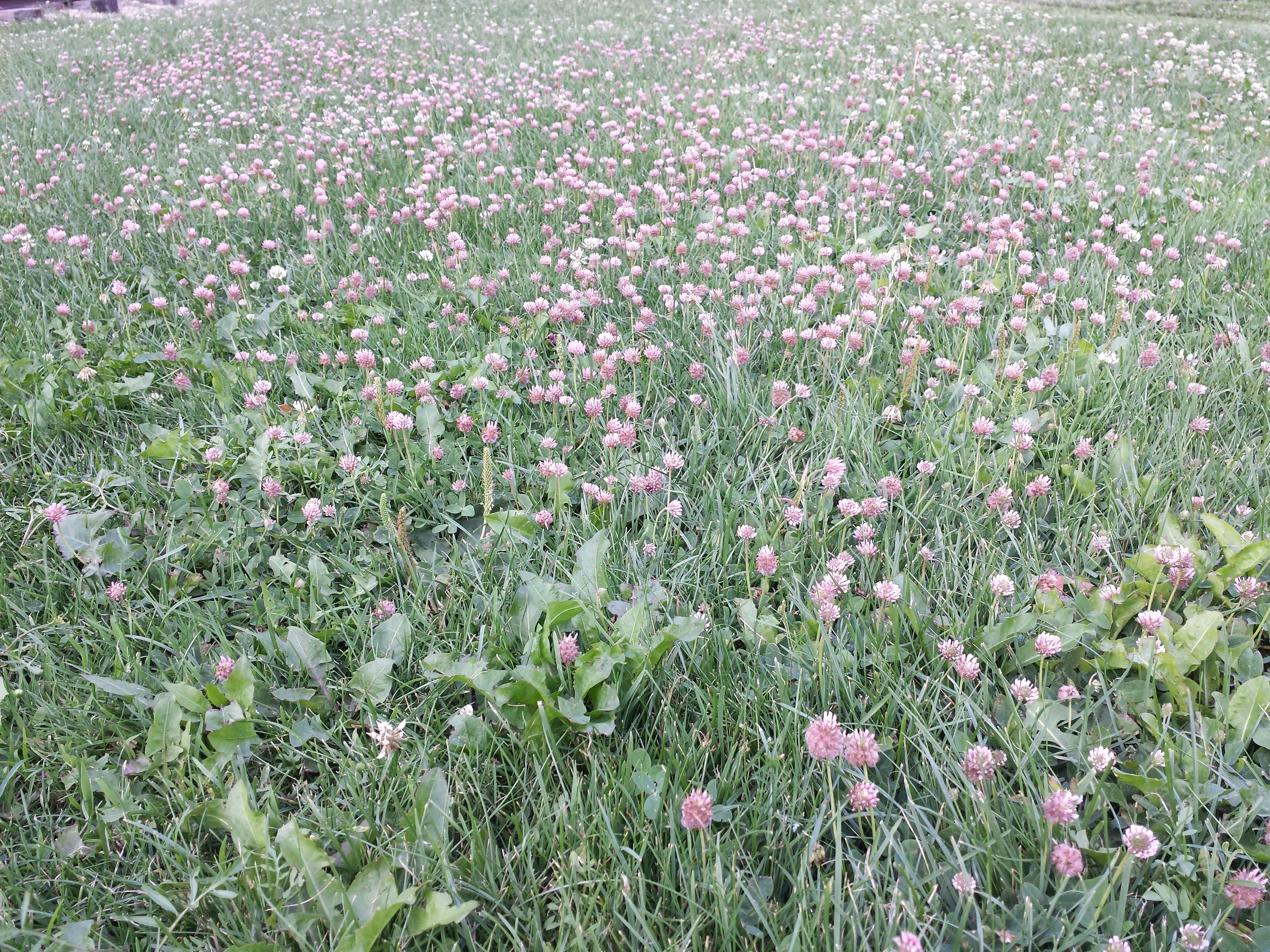 Image of strawberry clover