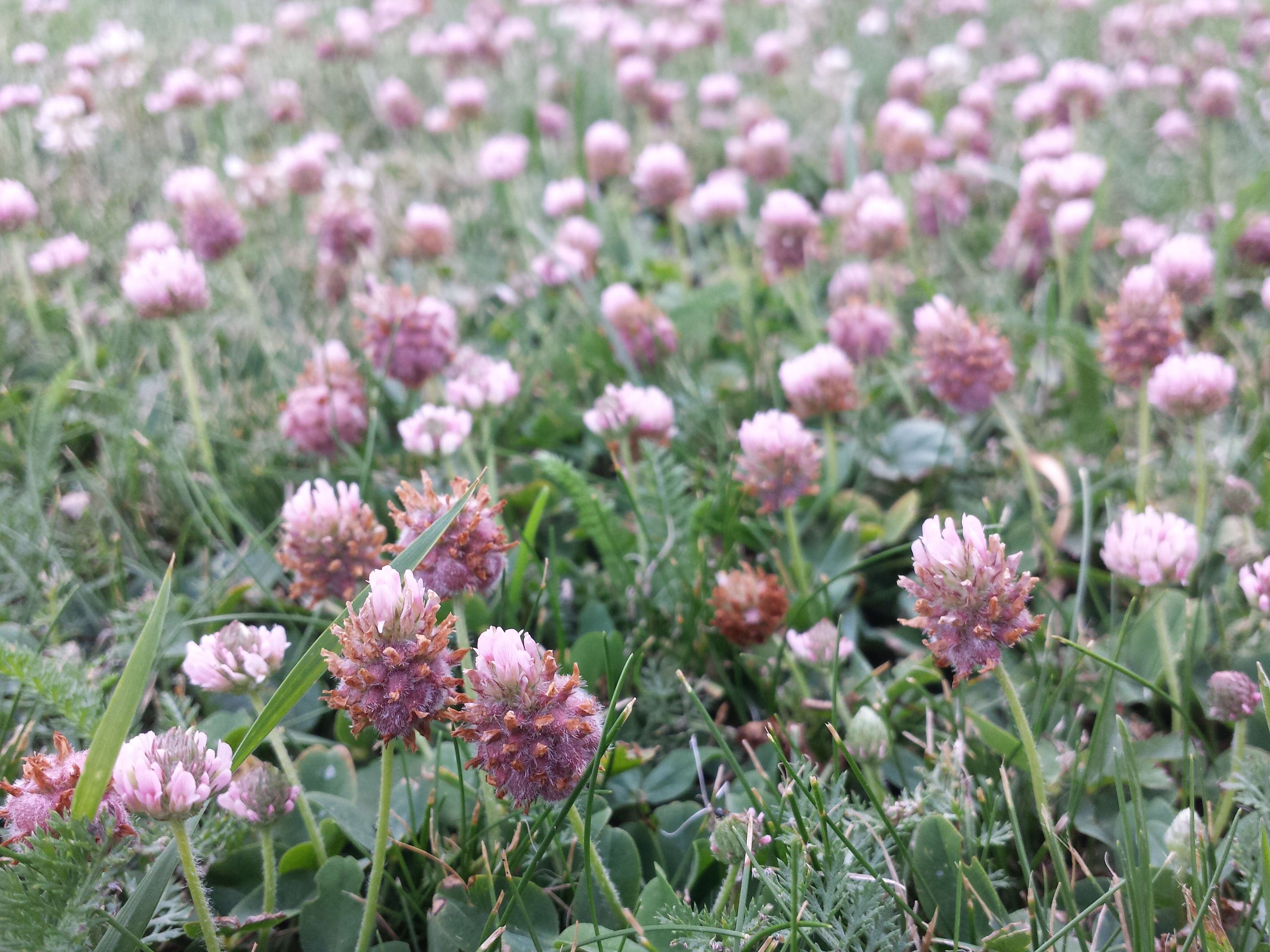 Image of strawberry clover