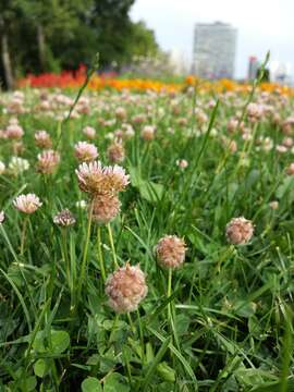 Image of strawberry clover