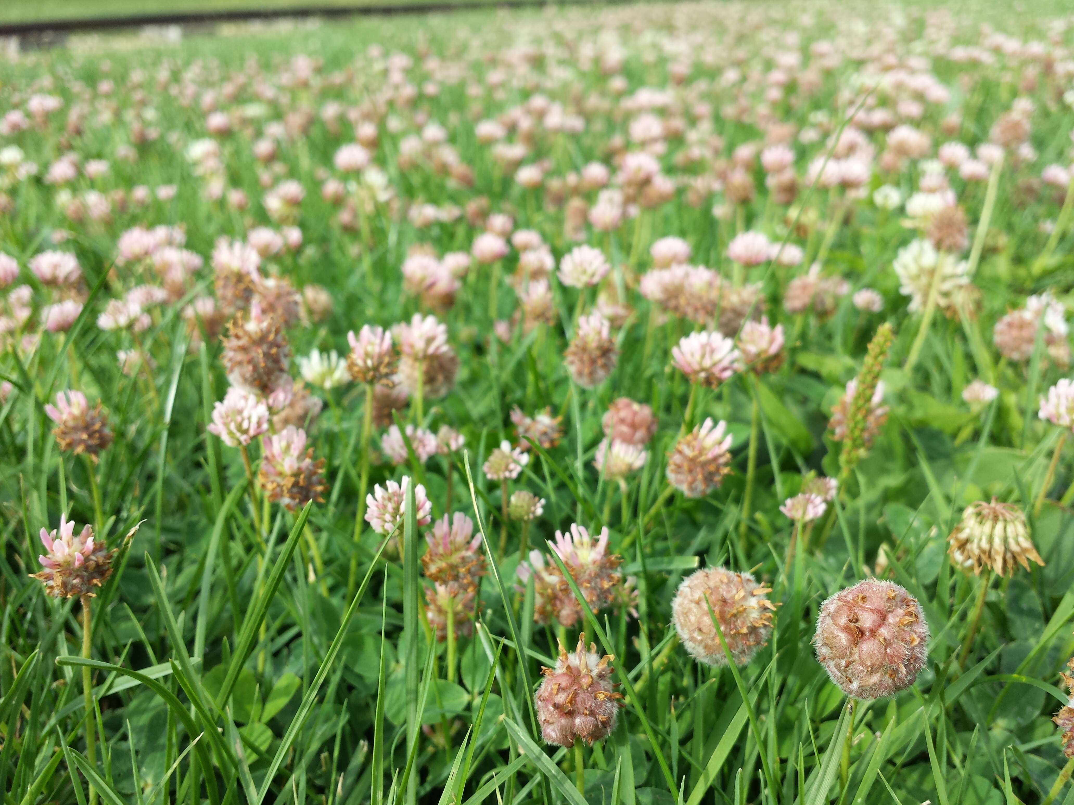 Image of strawberry clover