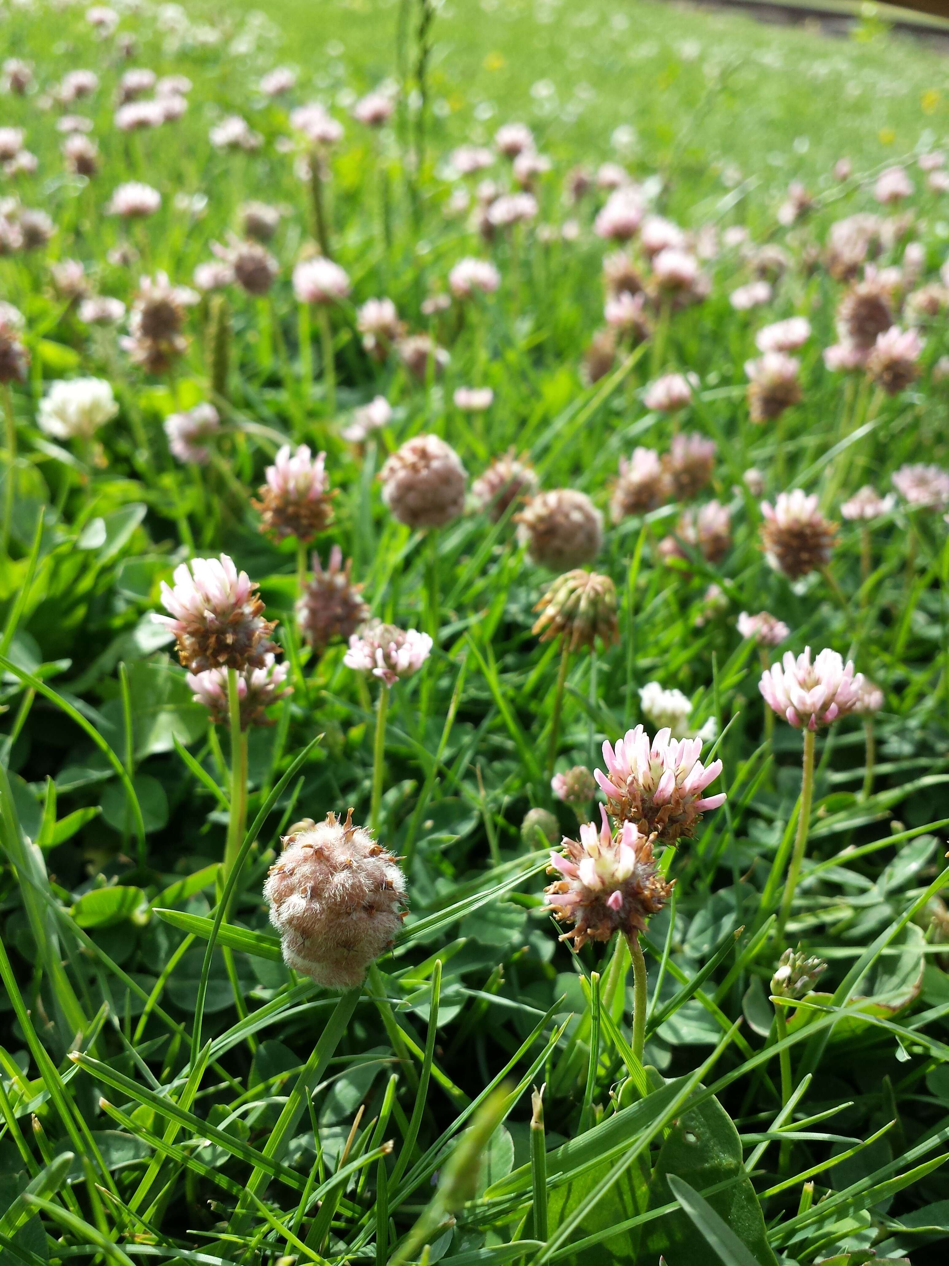 Image of strawberry clover