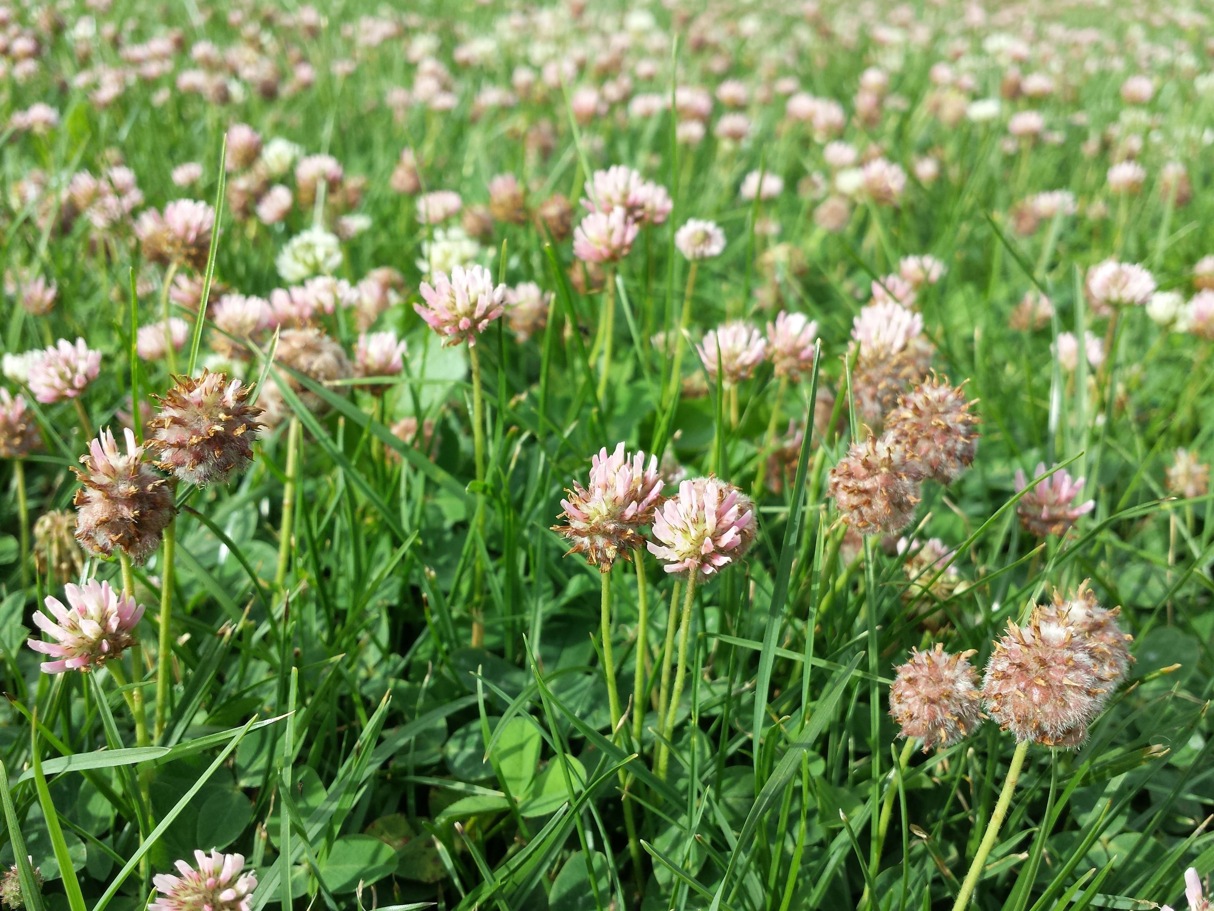 Image of strawberry clover