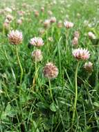 Image of strawberry clover