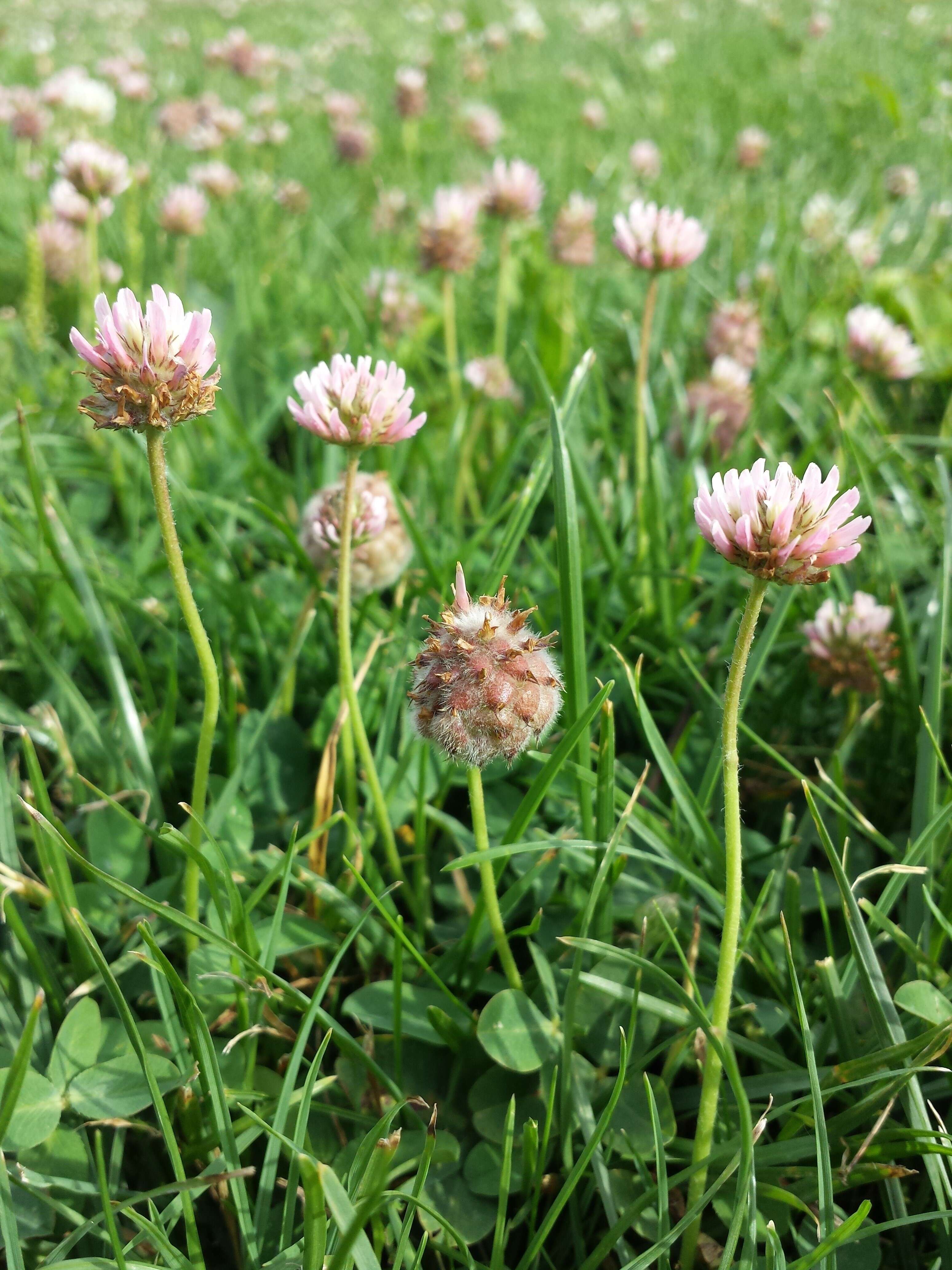 Image of strawberry clover