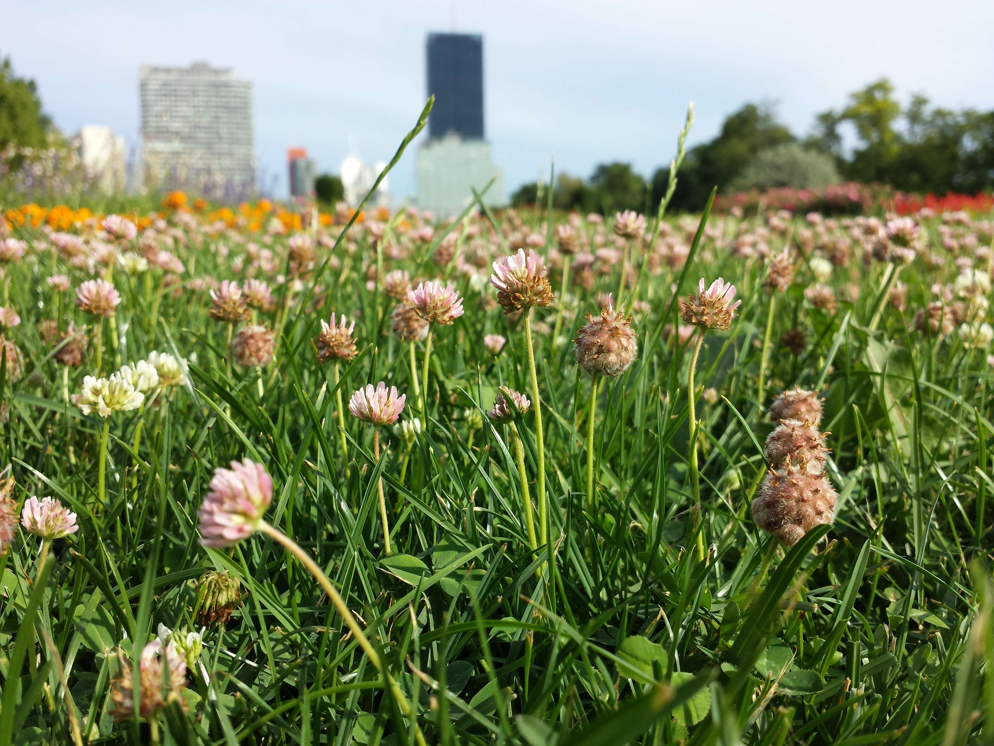 Image of strawberry clover