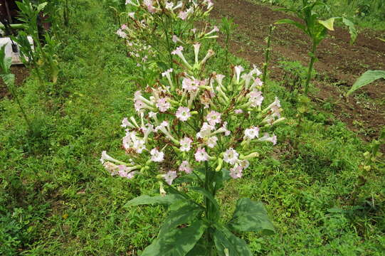 Image of cultivated tobacco