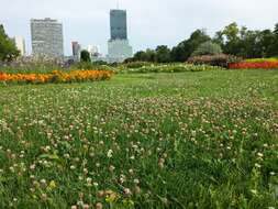 Image of strawberry clover