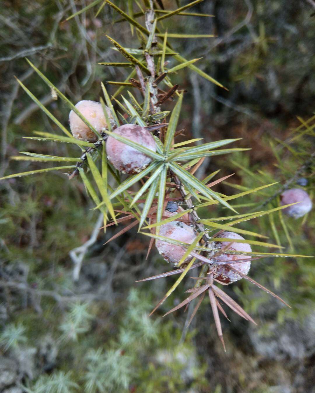 Image of Prickly Juniper