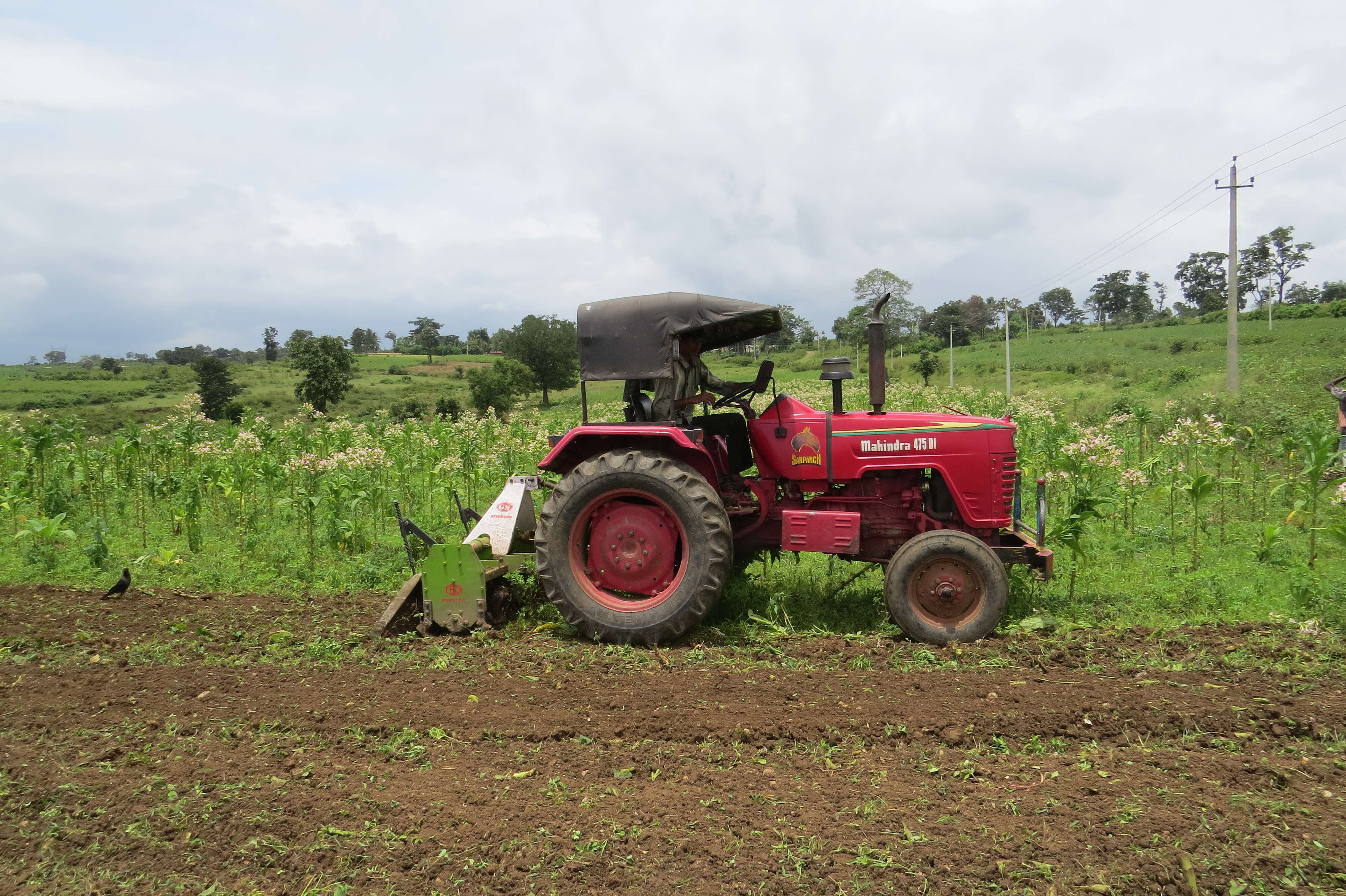 Image of cultivated tobacco