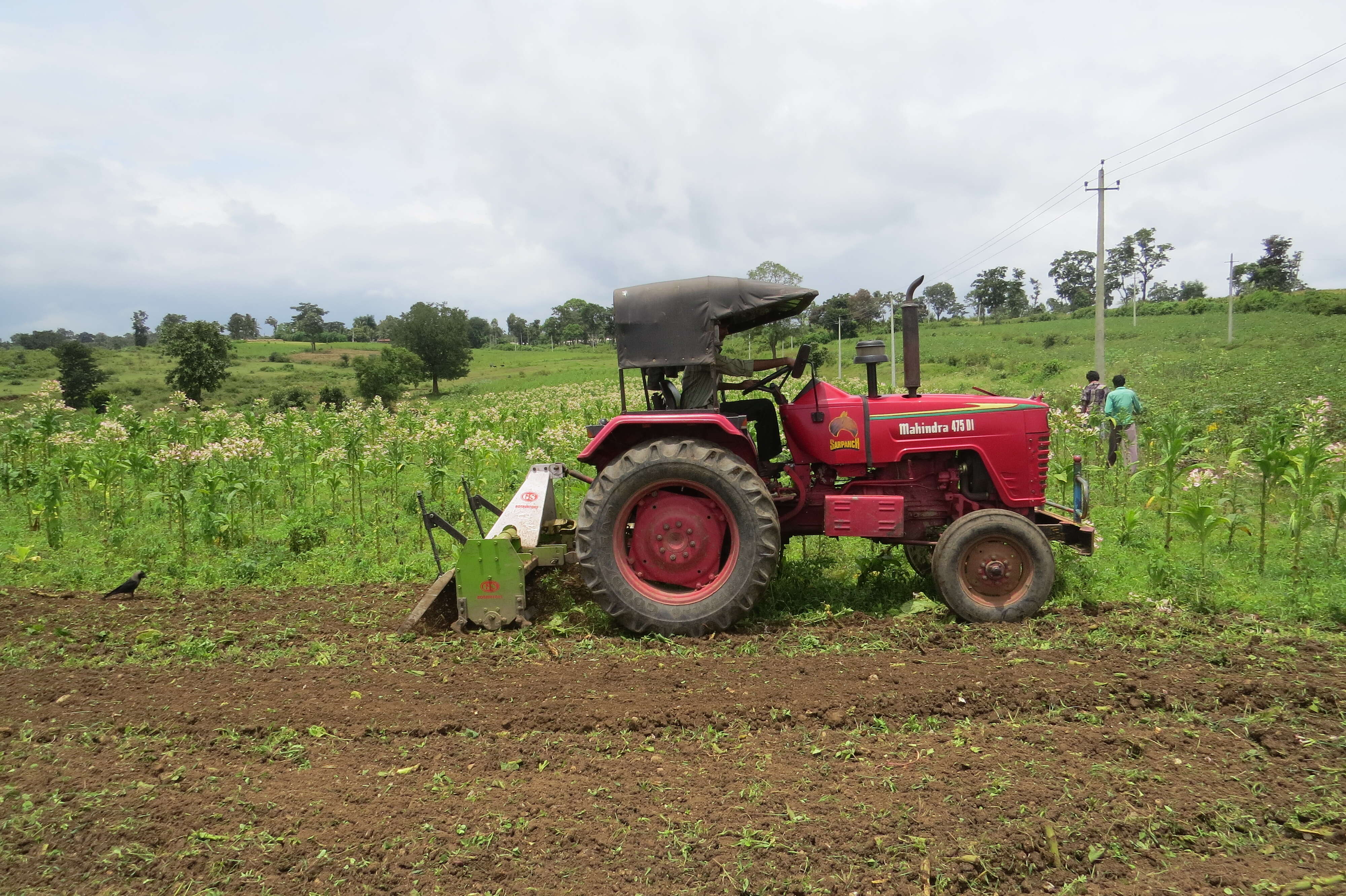 Image of cultivated tobacco