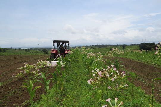 Image of cultivated tobacco