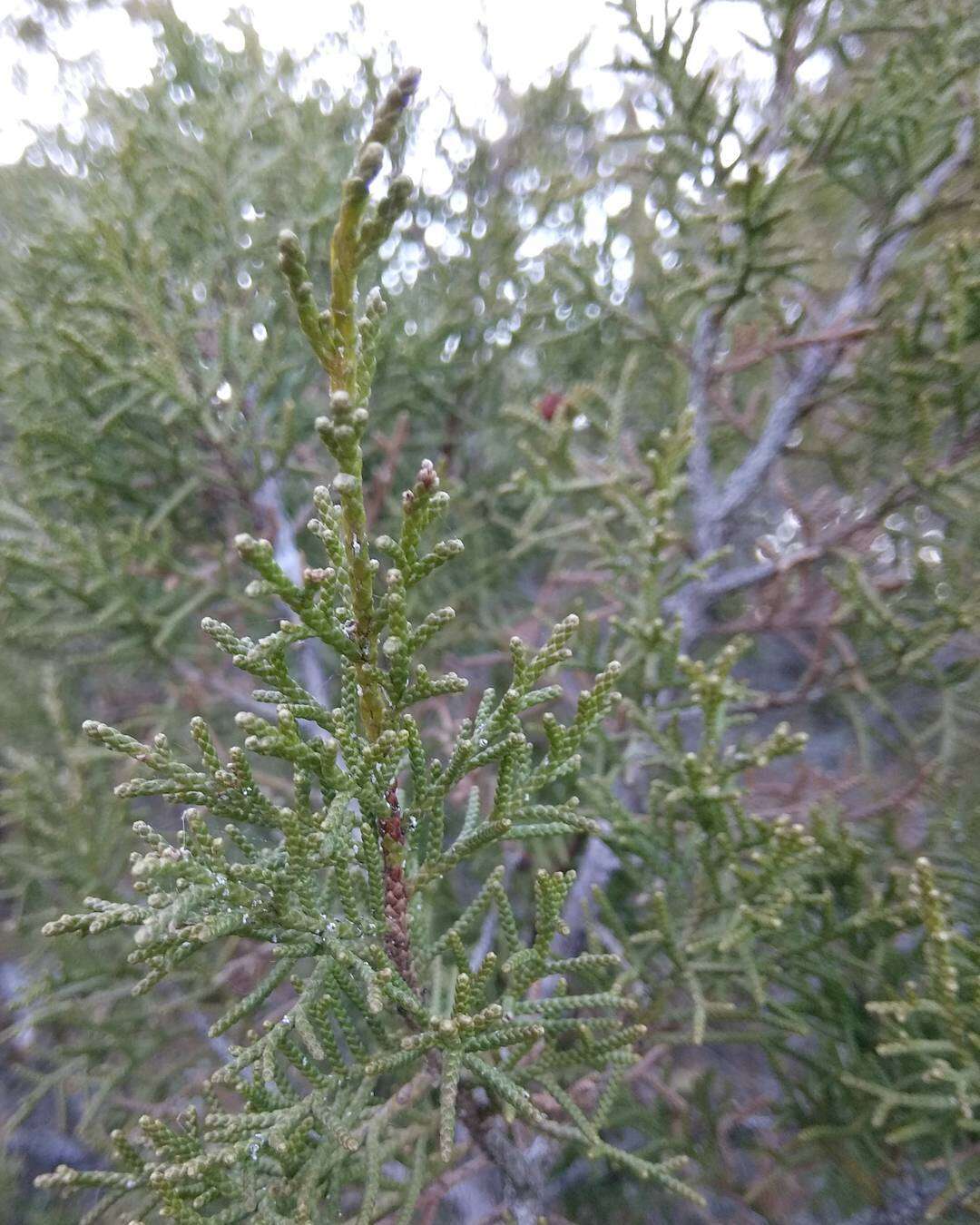 Image of Phoenician Juniper