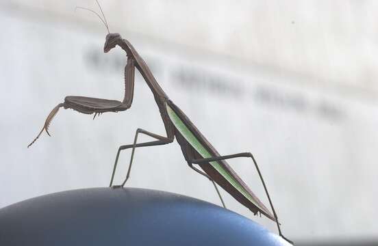 Image of Chinese mantis