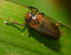 Image of froghoppers