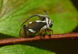 Image of treehoppers