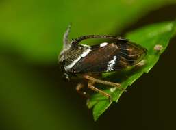 Image of treehoppers