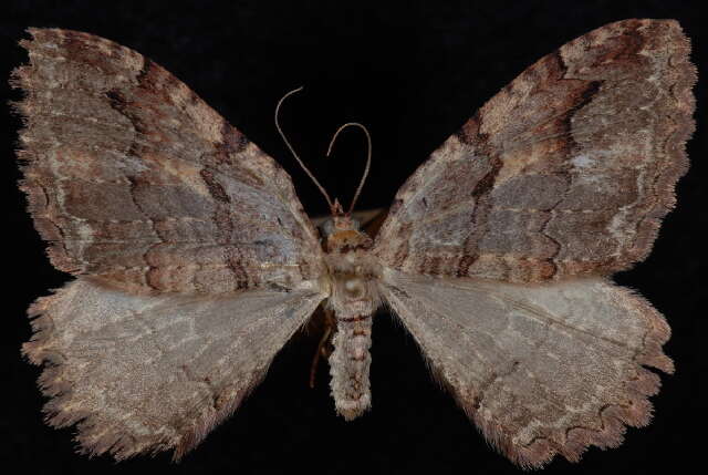 Image of Tissue Moth