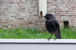 Image of Eurasian Jackdaw