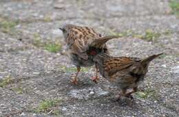 Image of Dunnock