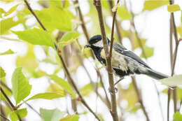 Image of Great Tit