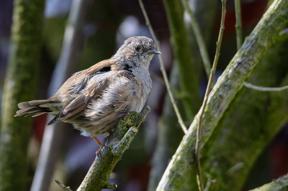 Image of Dunnock