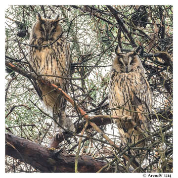 Image of Long-eared Owl