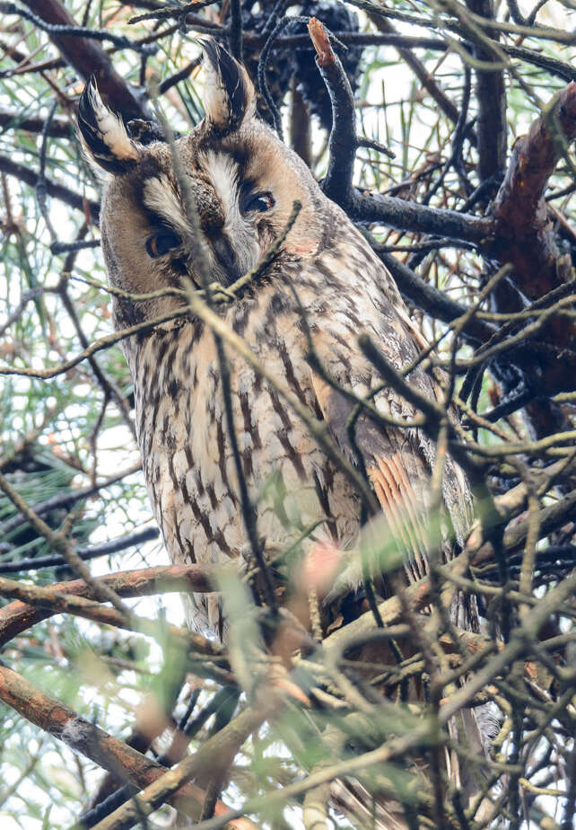 Image of Long-eared Owl