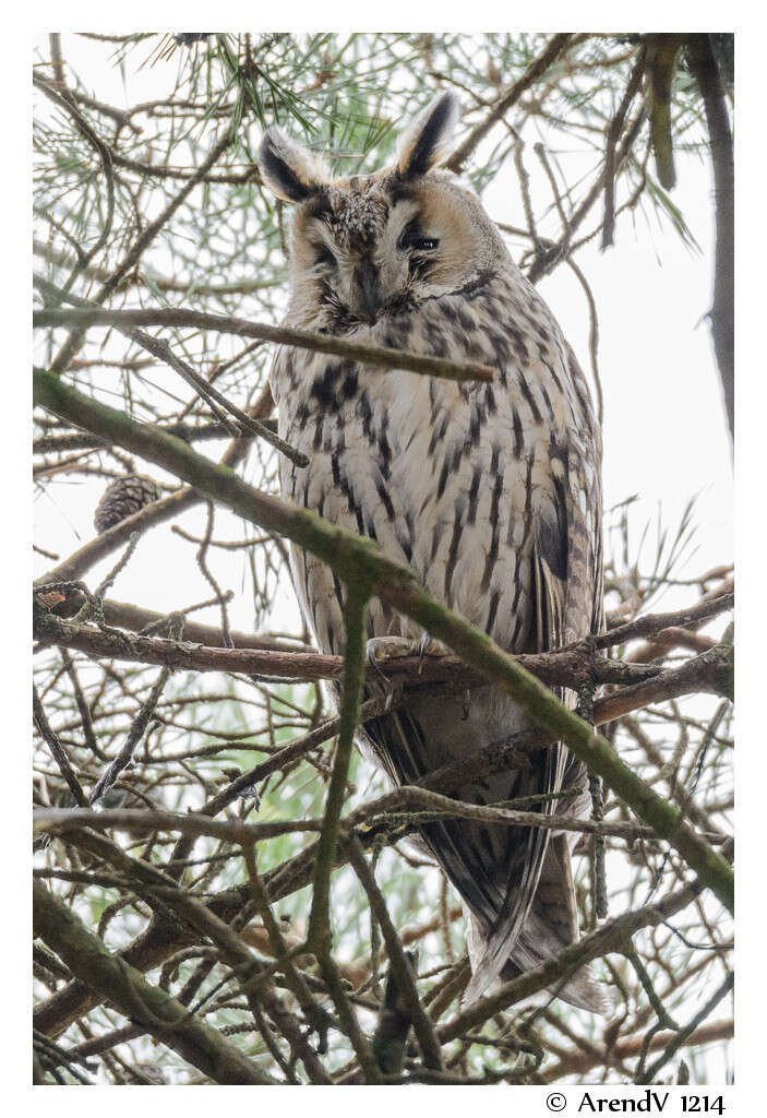 Image of Long-eared Owl