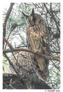 Image of Long-eared Owl