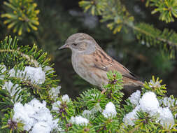 Image of Dunnock