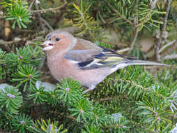 Image of Fringilla Linnaeus 1758