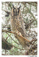 Image of Long-eared Owl