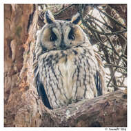 Image of Long-eared Owl