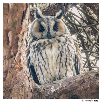 Image of Long-eared Owl