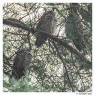 Image of Long-eared Owl