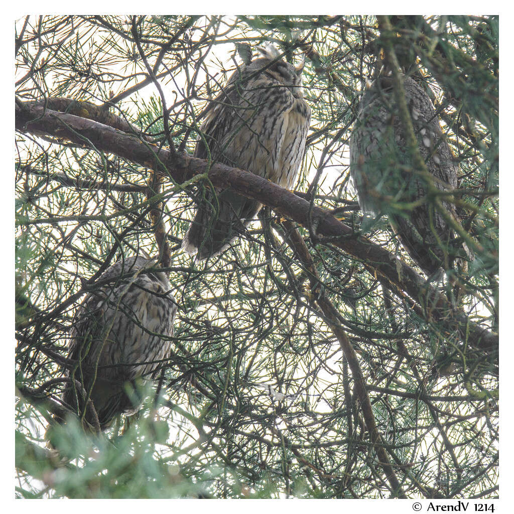 Image of Long-eared Owl