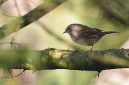 Image of Dunnock