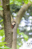 Image of Great Spotted Woodpecker