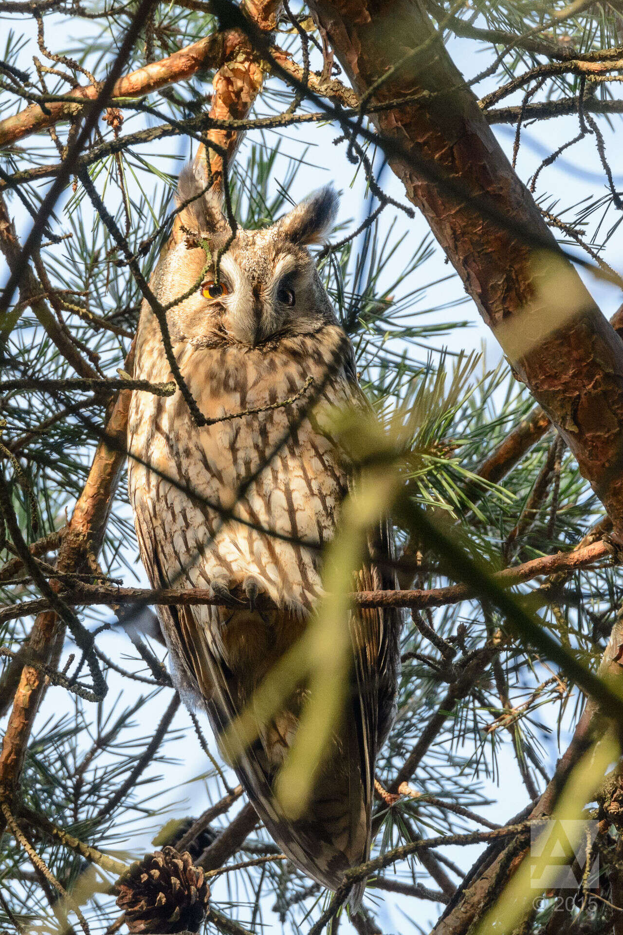 Image of Long-eared Owl